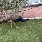 طاؤوس للبيع