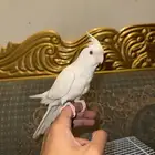 كروان البينو ( تم البيع )