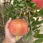 للبيع انتاج مزرعة رمان ( جوف ال معمر )