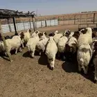 خرفان