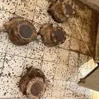 قيور رشاش محوري