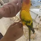 صن كنيور تم البيع