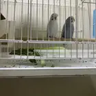 طيور بادجي