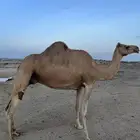 حايل للبيع