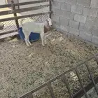 جفرةللبيع