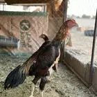 ديك شامو ياباني