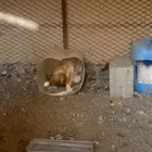 دجاجة مفرخه