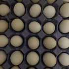 بيض دجاج بلدي
