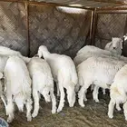 خرفان سمان فل شحم ولحم للبيع