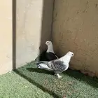 حمام حب الرمان