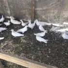 زغاليل حمام لاحم للبيع