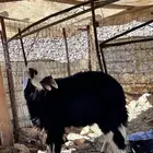 رخل الي يبي يقني طيبة بالحيل