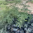 شتل شجرة اليسر المورنجا العربي