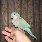 كويكر ازرق الراهب اليف متكلم