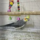 كروان للبيع
