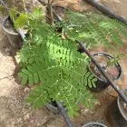 شتلات اشجار زينه وأشجار مثمرة