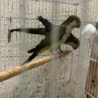 ببغاء كويكر