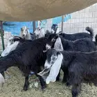 تيوس ذبيح للبيع
