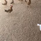 دجاج وديكه للبيع