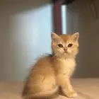 ذكر برتيش تم البيع