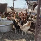 دجاج كفووو العمر من شهرين الى ثلاثه