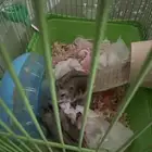 هامسترات