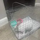 أرنب ابيض للبيع بمكة المكرمة