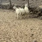 الشميسي طريق الخواجات