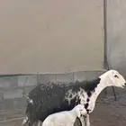 للبيع والد