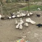 للبيع بط وحجل البط البكيني فقط للبيع الابيض( تم البيع )