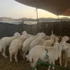 اضاحي