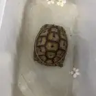 سلحفا يونانيه