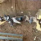 حمام زاجل وشيرازي وشامي