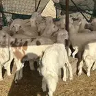 بهم حري