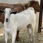 اتيس سنوي اضحيه