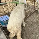 خروفين للبيع