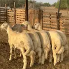 طليان حري جبره مناسبات