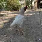 للبيع دجاج زيته فايتر