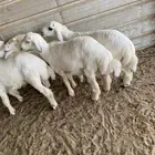 ذبايح نعيمي حري صلخ وتوصيل