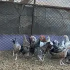 دجاج للبيع