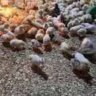 صوص دجاج بلدي