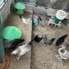 دجاج