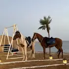 كرفان هورس بيتش على البحر مباشرة