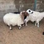 شاه حايل مقفله شحم