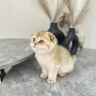 سكوتش فولد مسجل للبيع