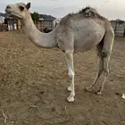 حاشي مفرود