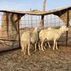 شياه حريه العدد 5 الصحه شرط