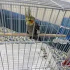 طير كروان ذكر