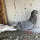 حمام قلابي قطايف