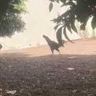ديك باكستاني للبيع